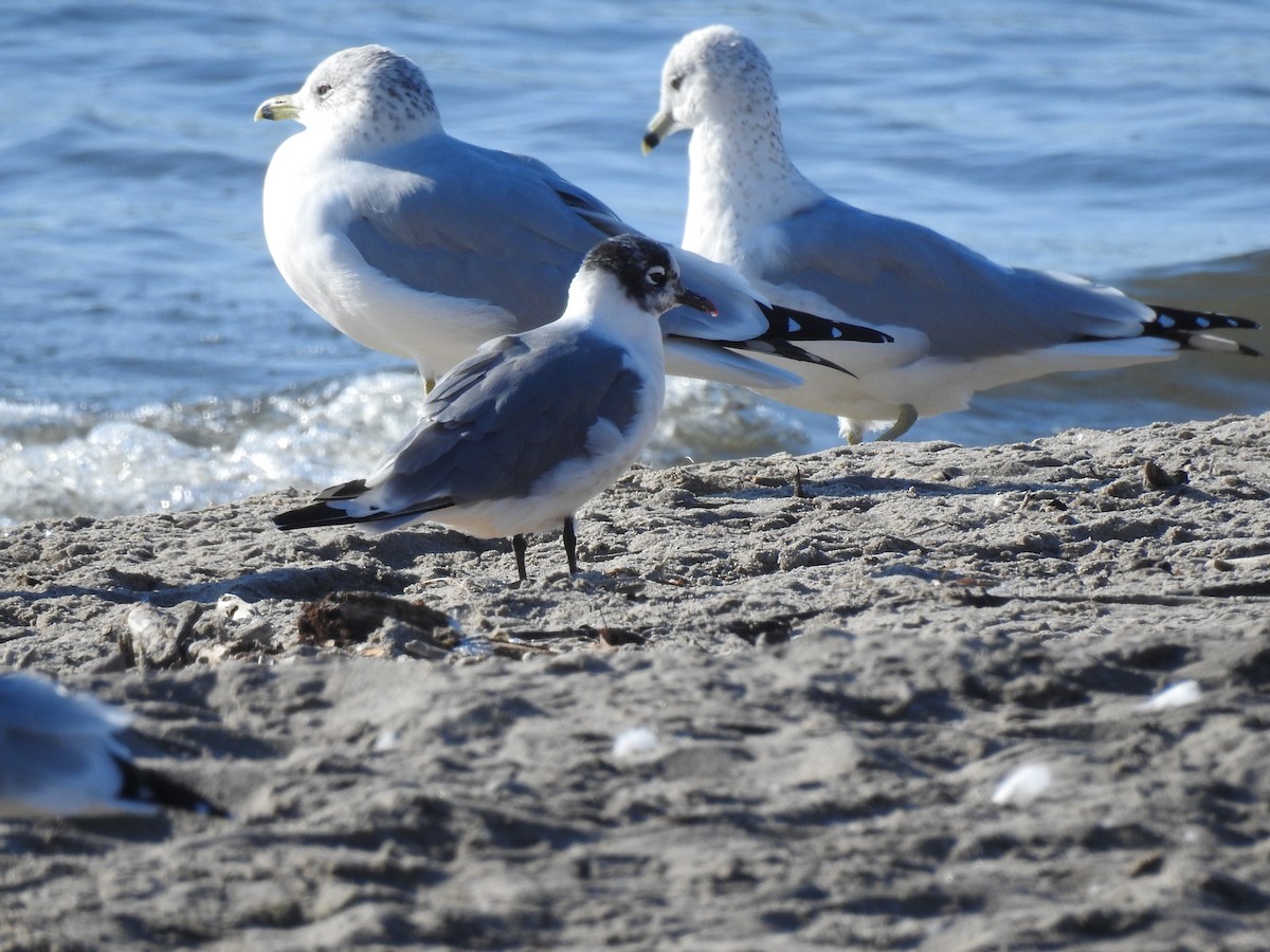 Franklin's Gull - ML643047232
