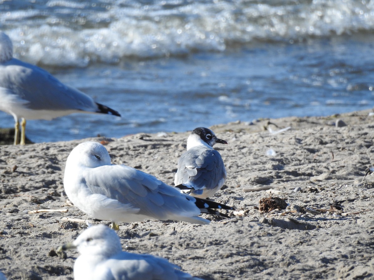 Franklin's Gull - ML643047233