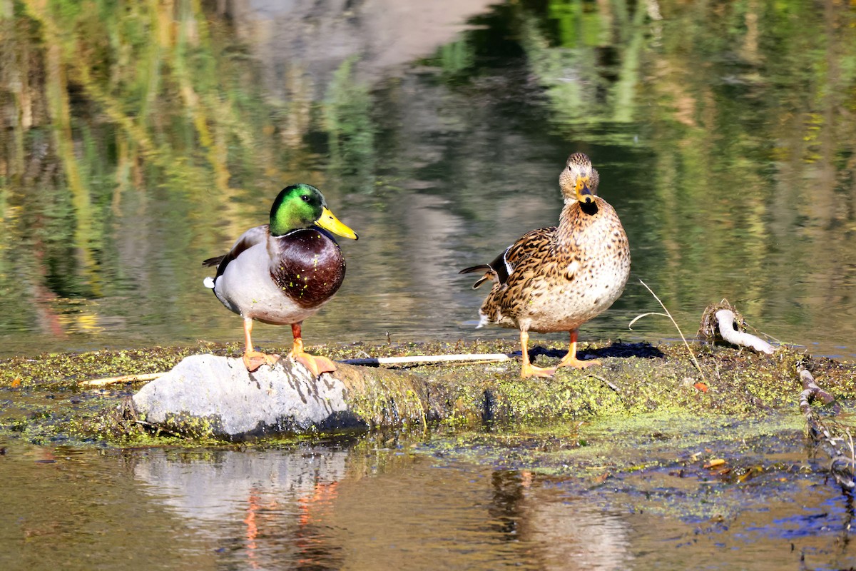 Mallard - ML643047248