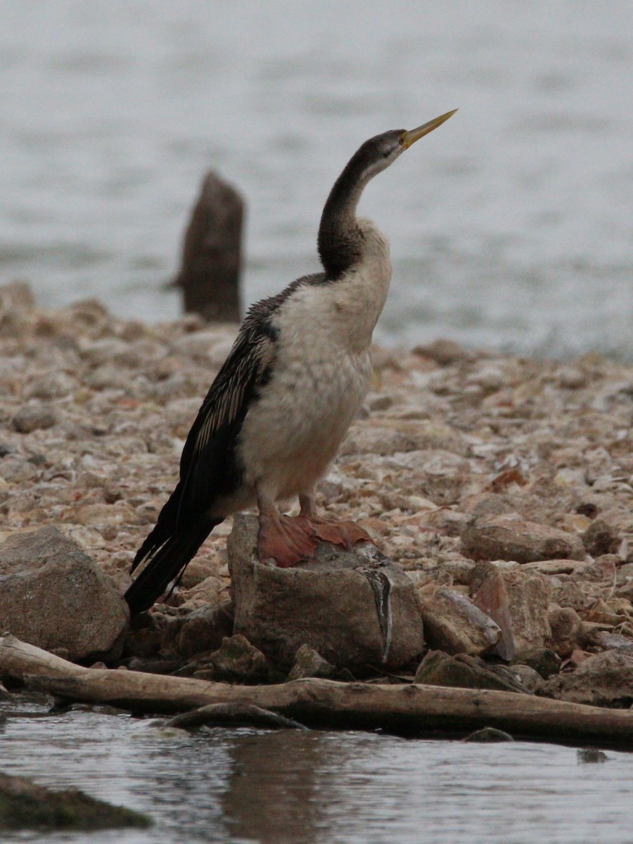 Australasian Darter - ML643047274
