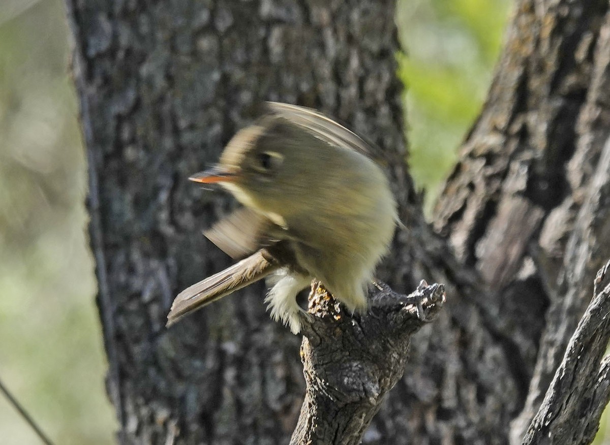 Western Flycatcher (Pacific-slope) - ML643047279