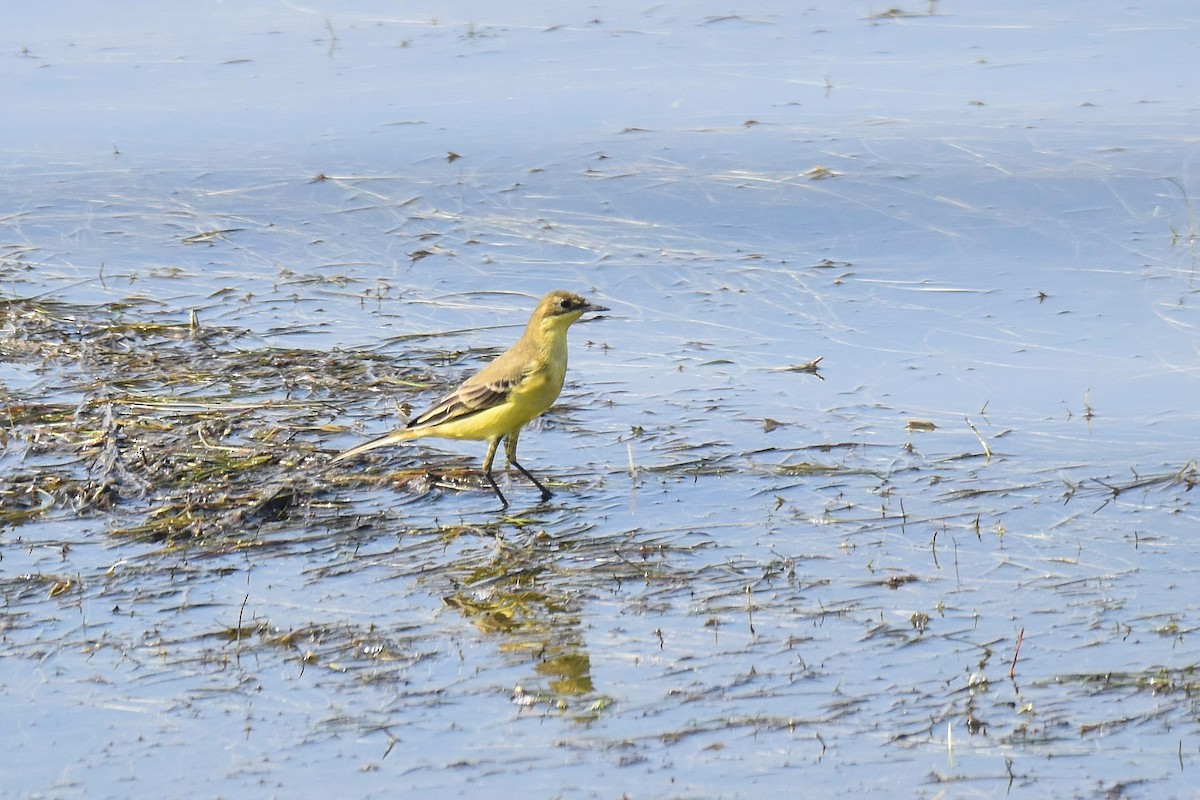 Western Yellow Wagtail (thunbergi) - ML643047295