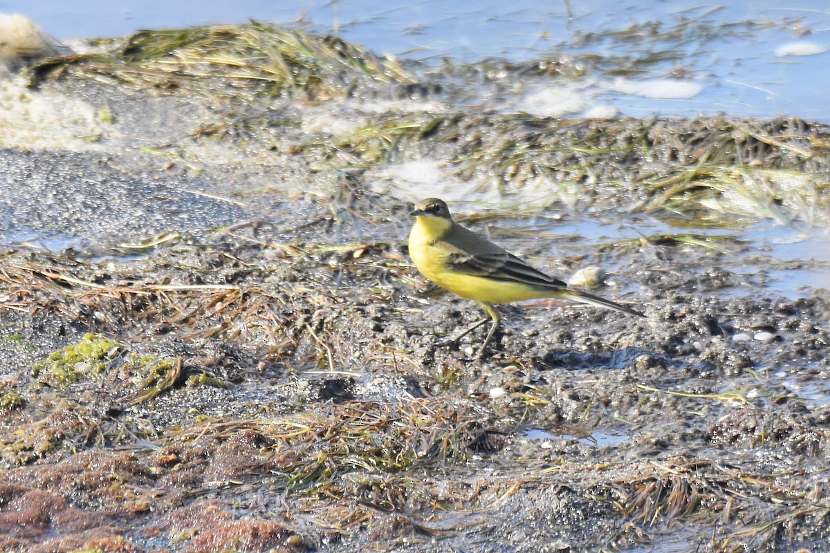 Western Yellow Wagtail (thunbergi) - ML643047296