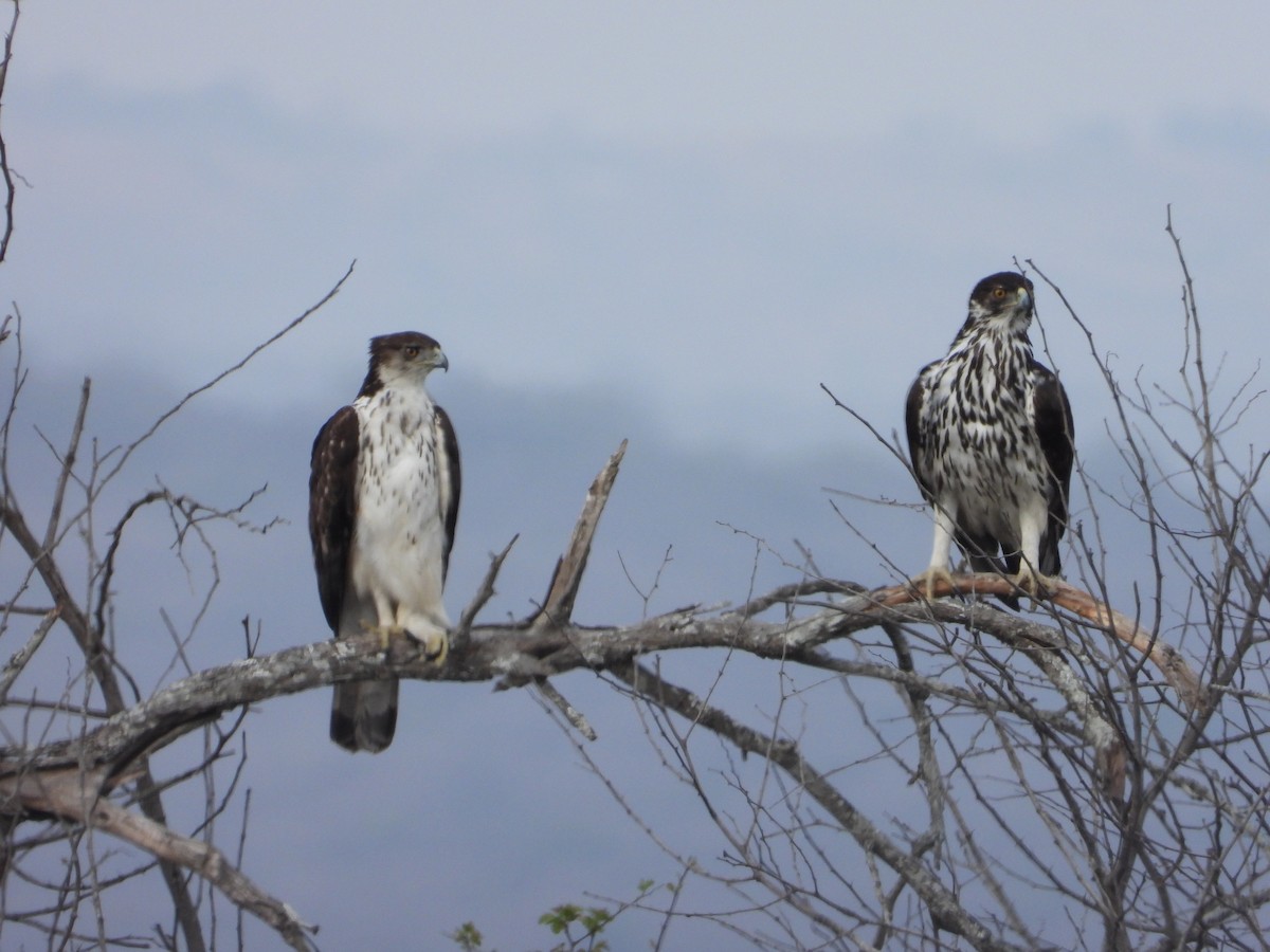 African Hawk-Eagle - ML643047301
