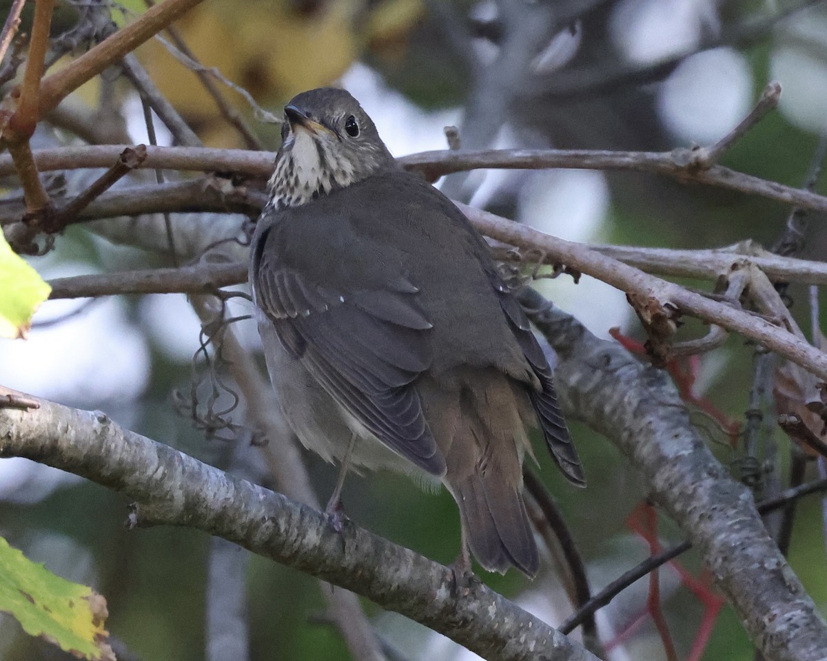 Gray-cheeked Thrush - ML643047317