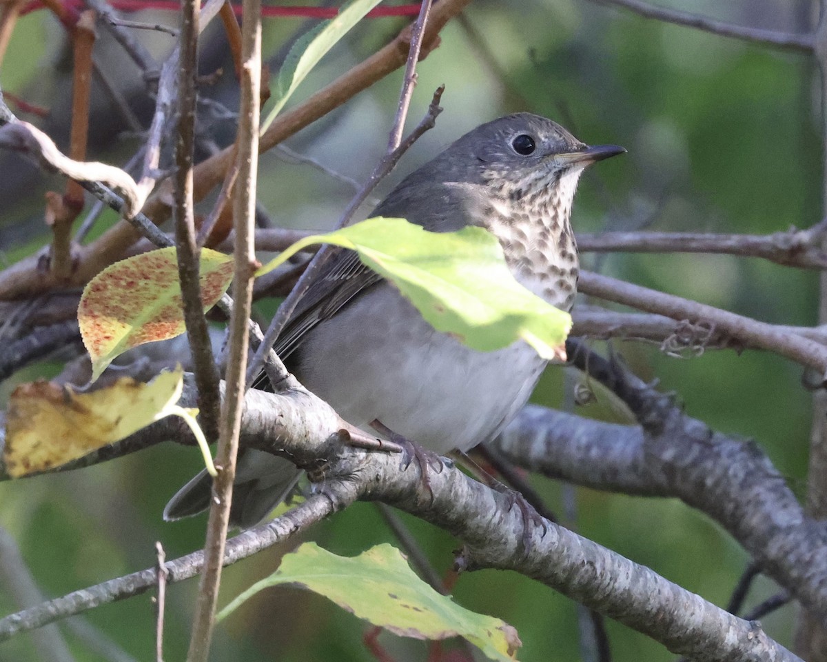 Gray-cheeked Thrush - ML643047319