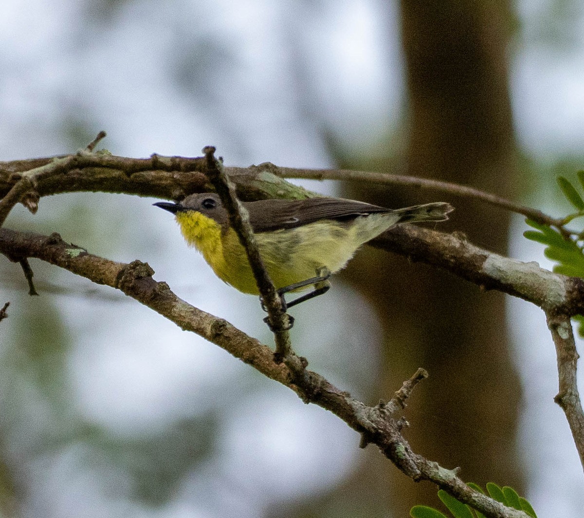 Golden-bellied Gerygone - ML643047339
