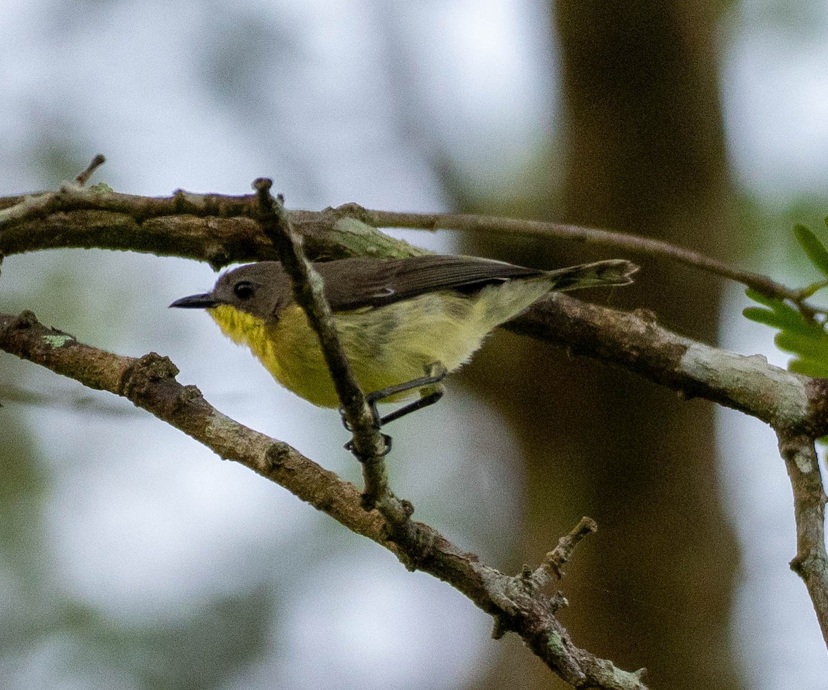 Golden-bellied Gerygone - ML643047340
