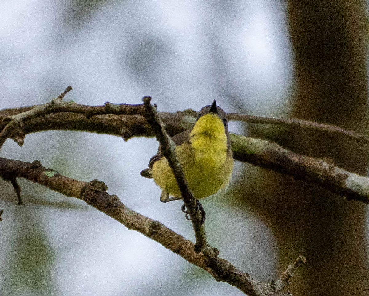 Golden-bellied Gerygone - ML643047341