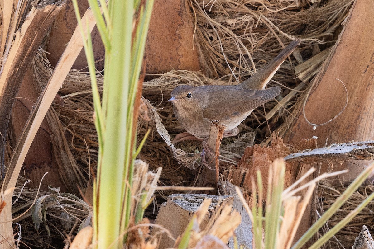 Thrush Nightingale - ML643047359