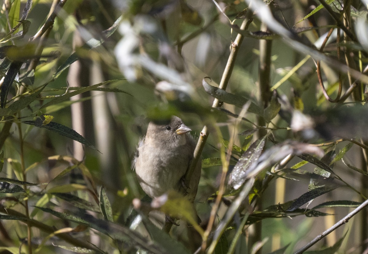 House Sparrow - ML643047375