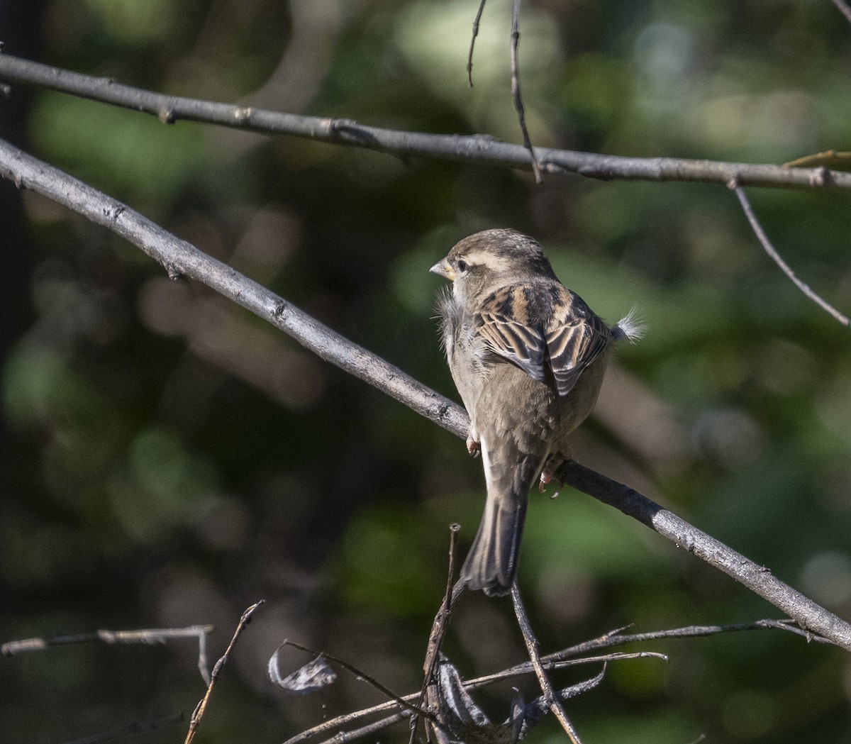 House Sparrow - ML643047376