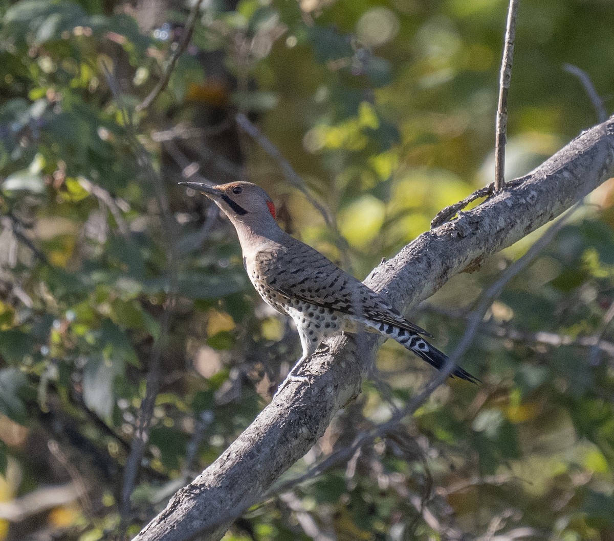 Northern Flicker - ML643047399