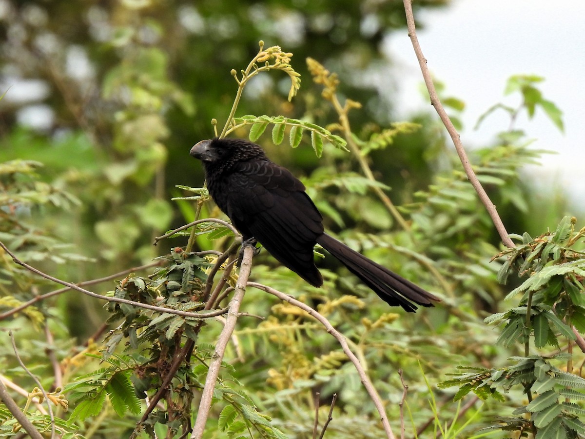 Smooth-billed Ani - ML643047408