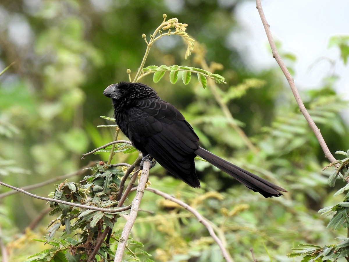 Smooth-billed Ani - ML643047409