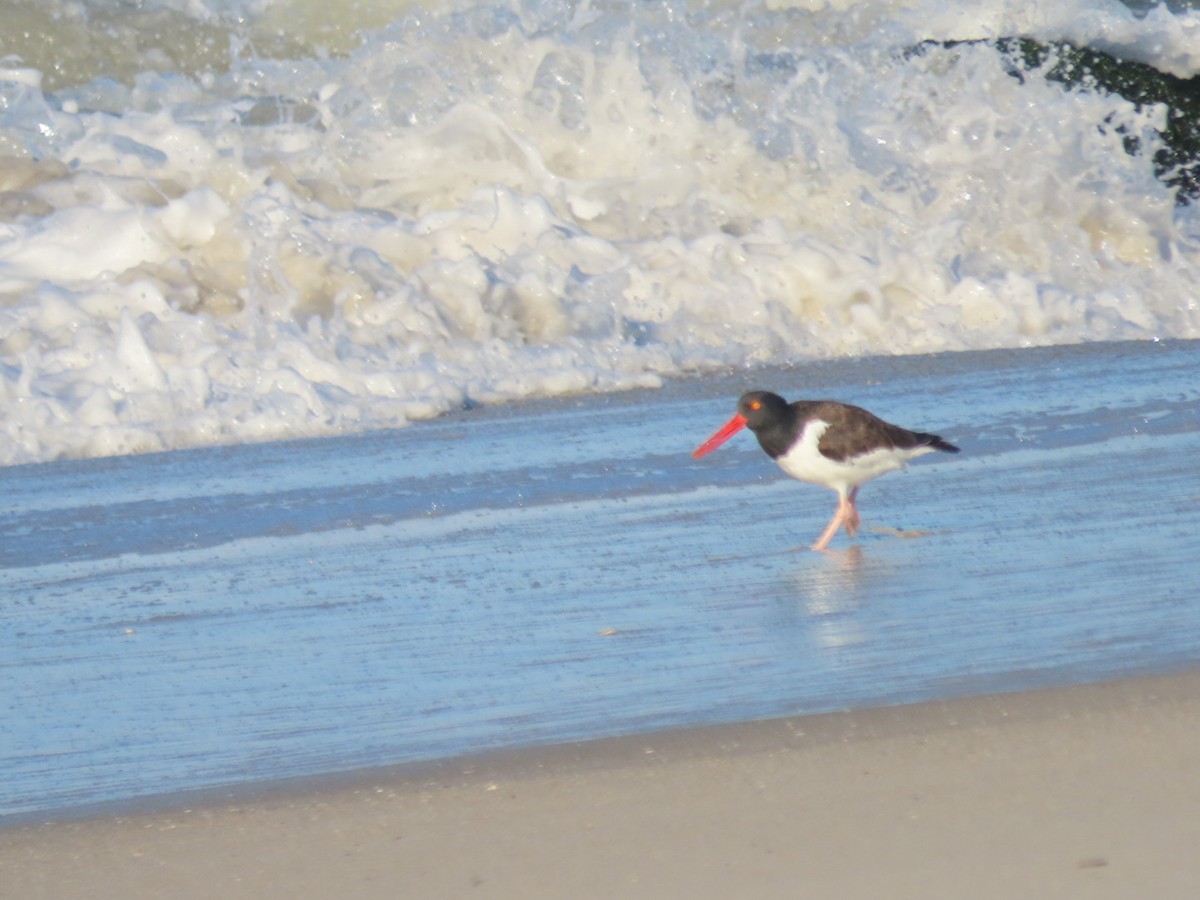 American Oystercatcher - ML643047410