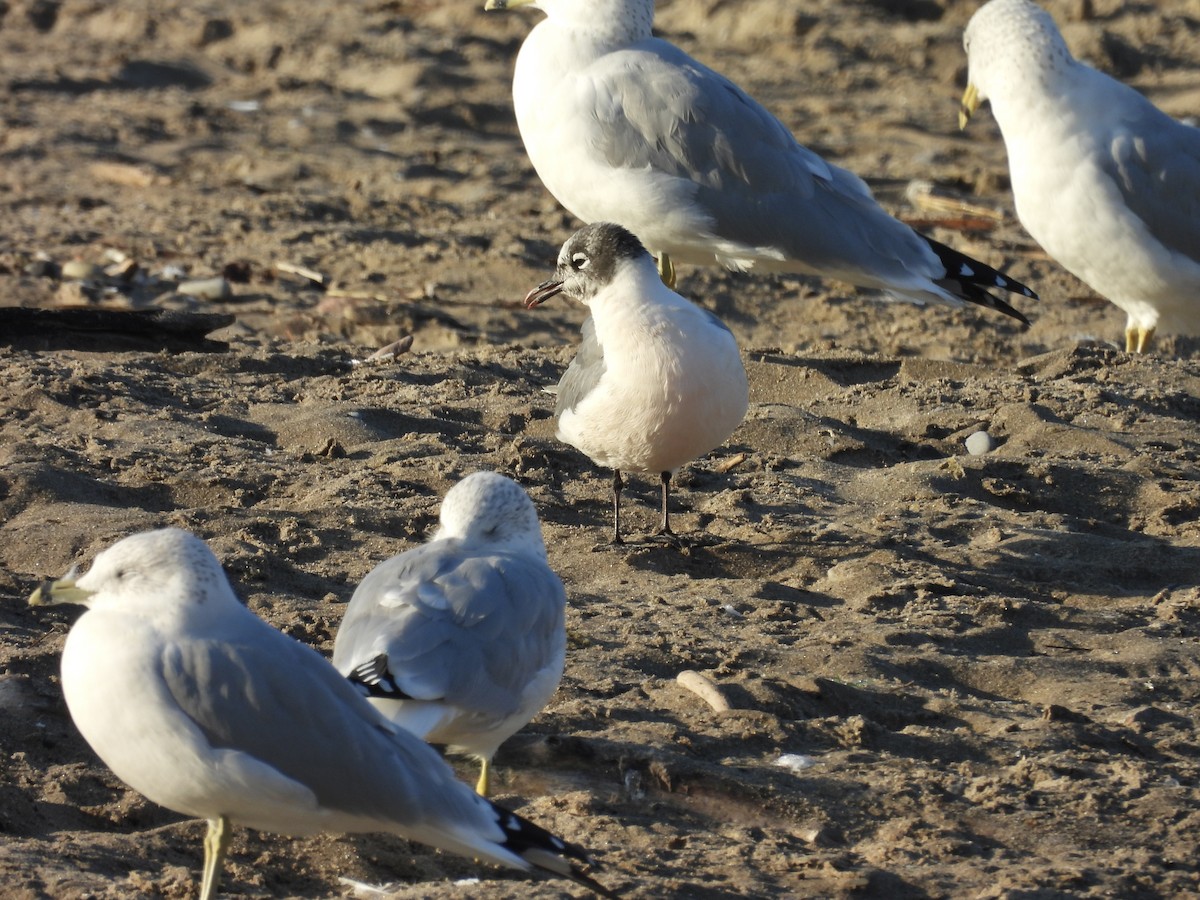 Franklin's Gull - ML643047437