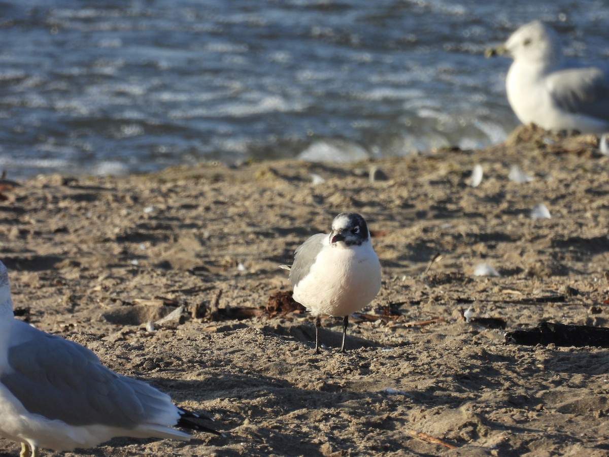 Franklin's Gull - ML643047438