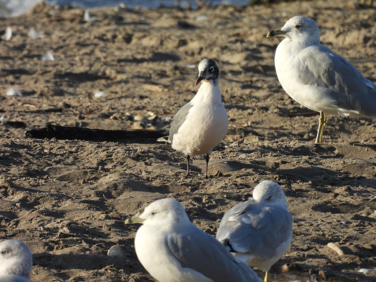 Franklin's Gull - ML643047439