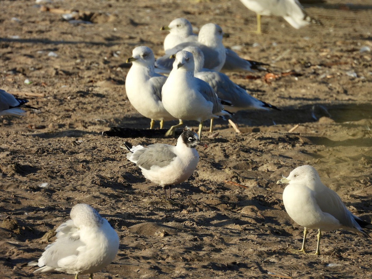 Franklin's Gull - ML643047440