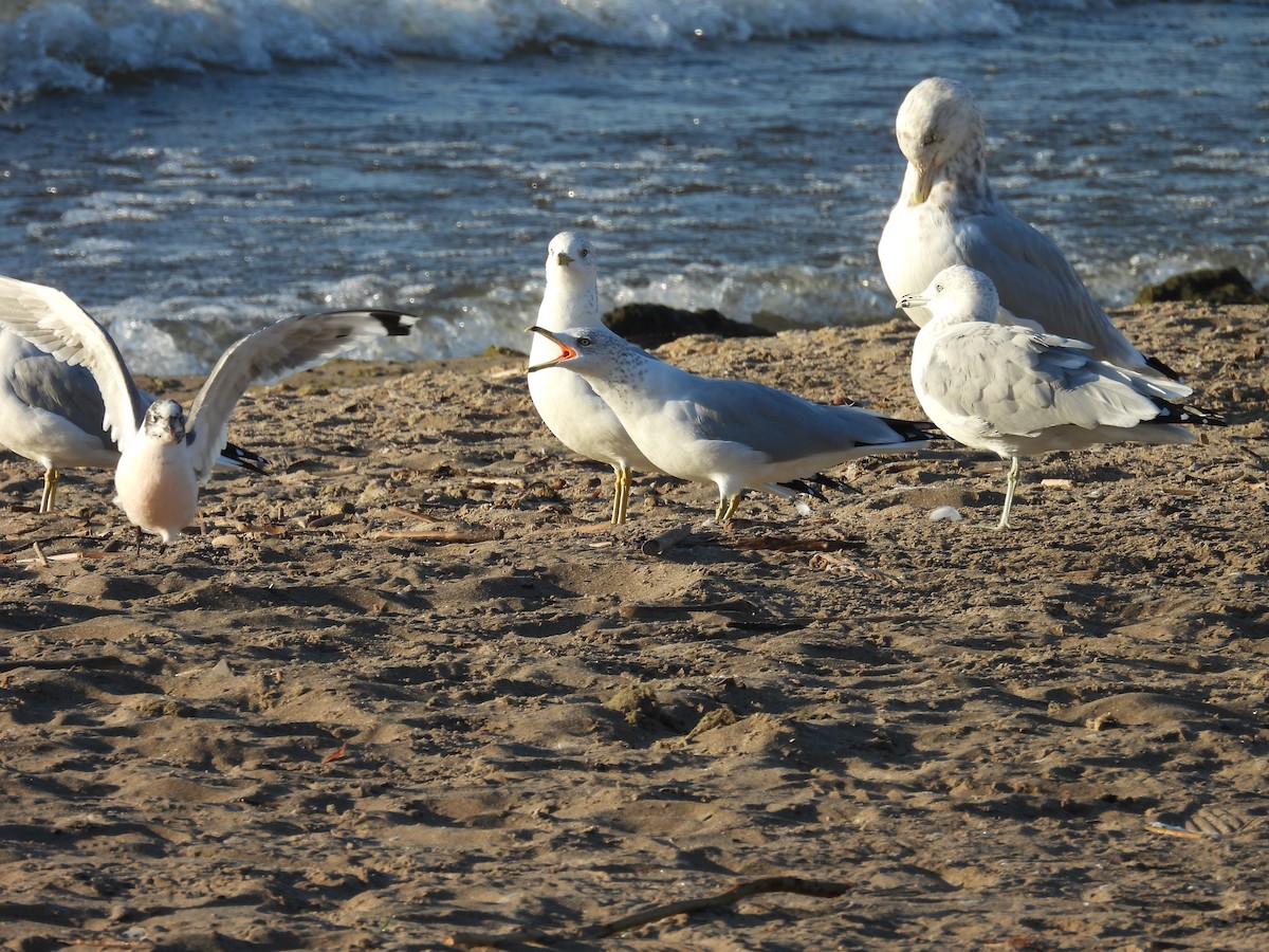 Franklin's Gull - ML643047441