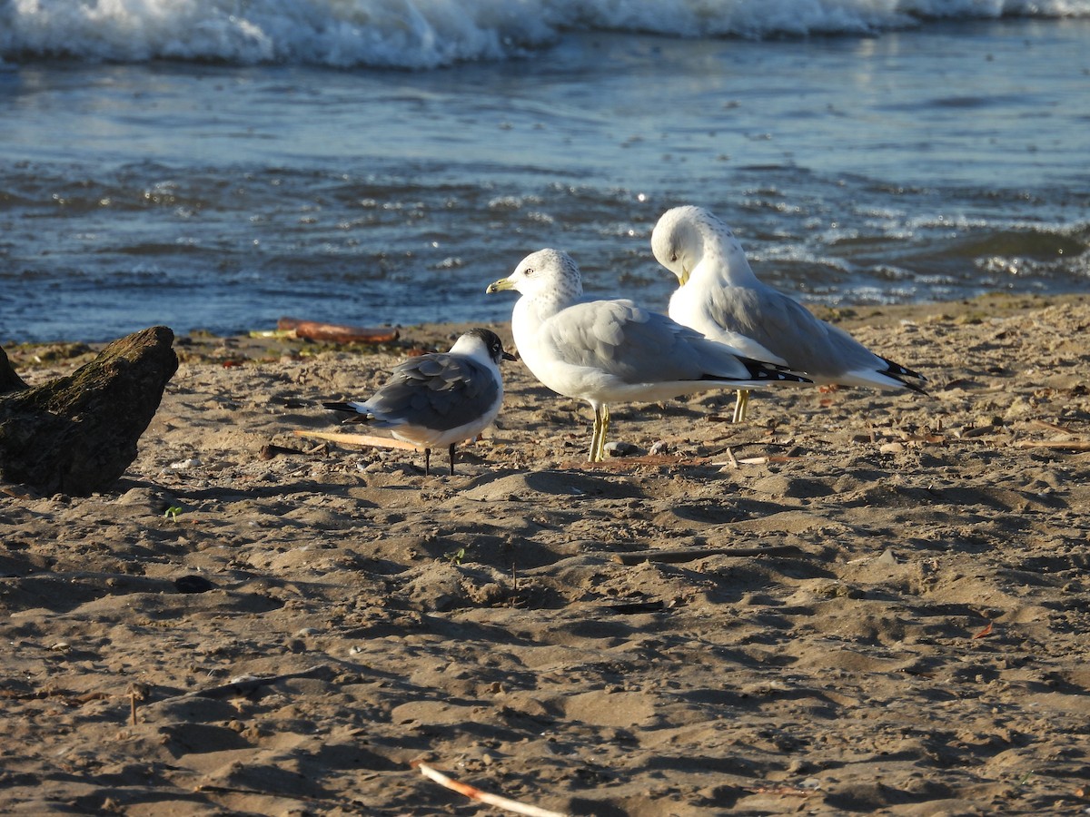 Franklin's Gull - ML643047442