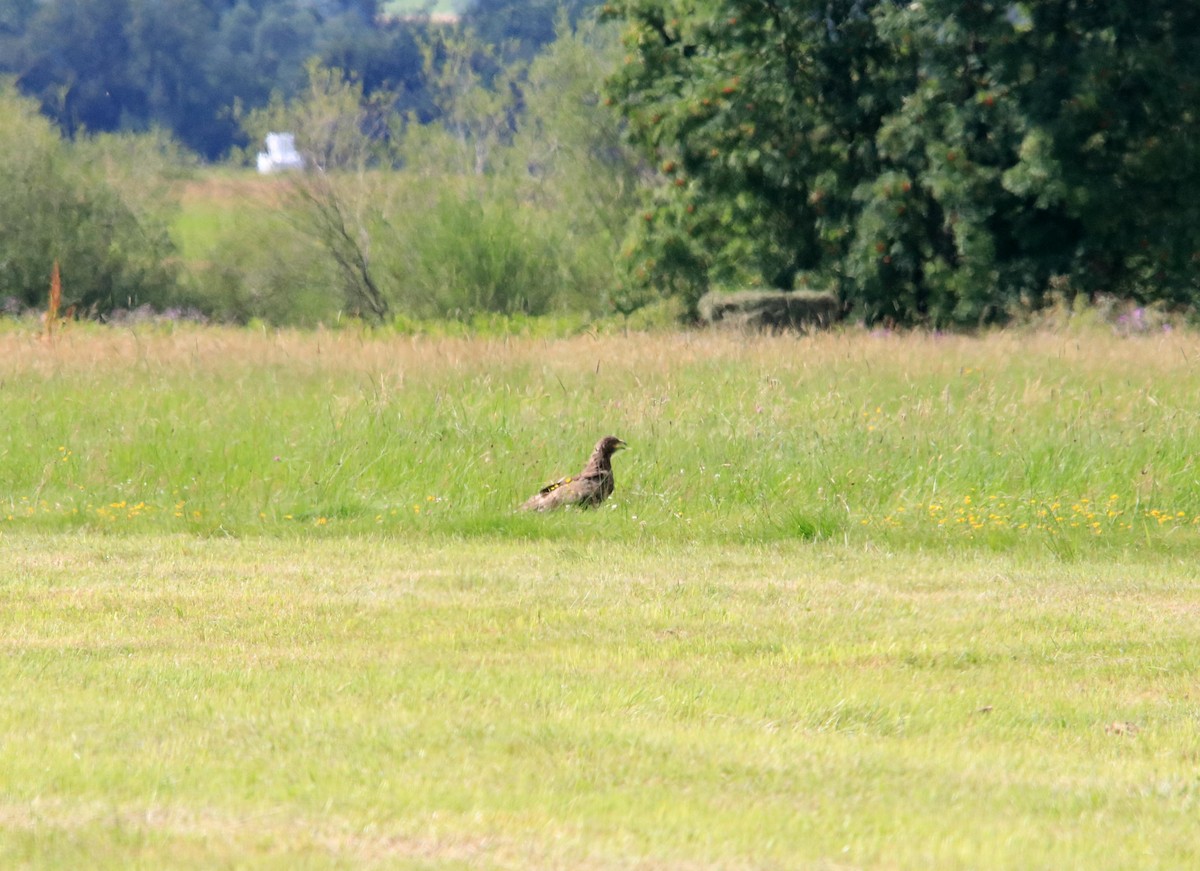 Lesser Spotted Eagle - ML643047505