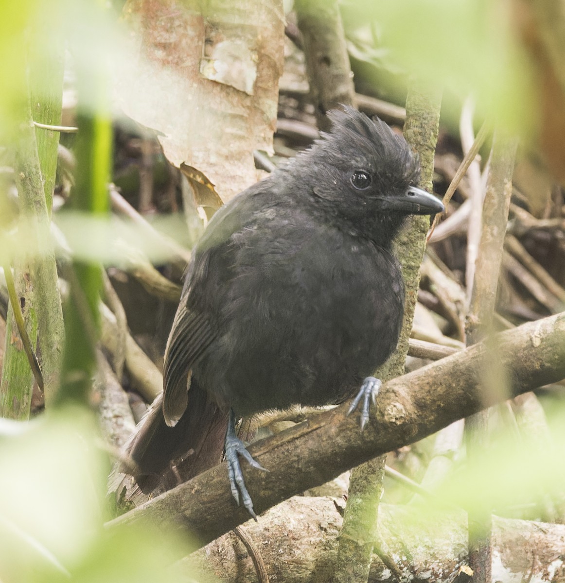 Tufted Antshrike - ML643047527
