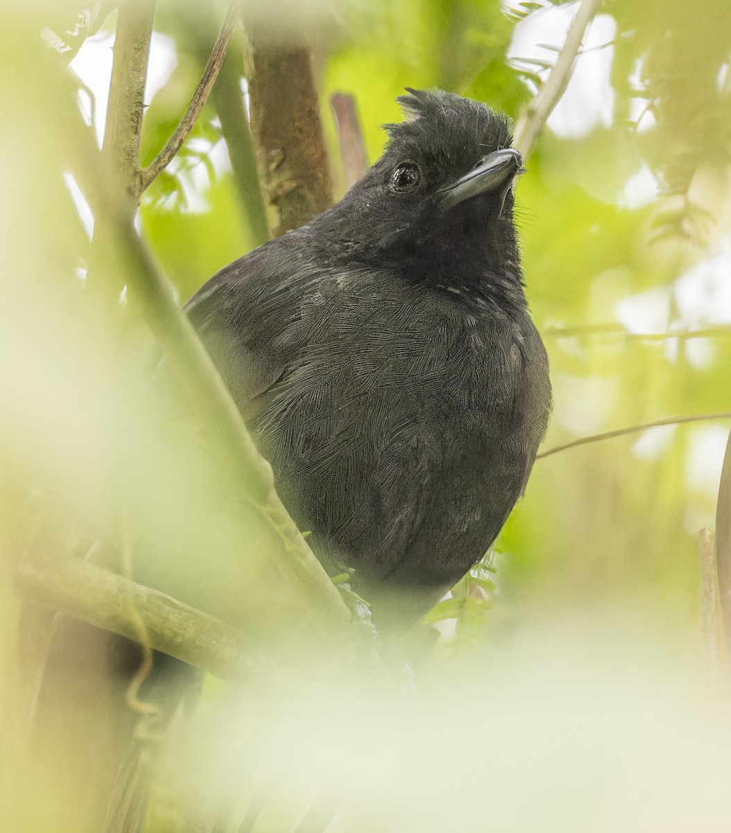 Tufted Antshrike - ML643047528