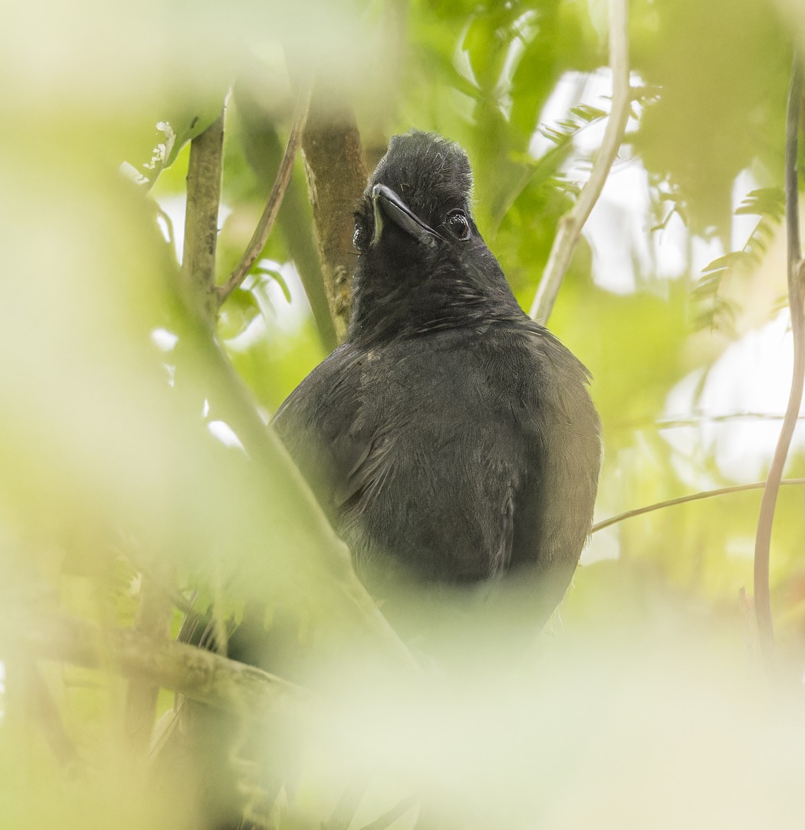 Tufted Antshrike - ML643047529
