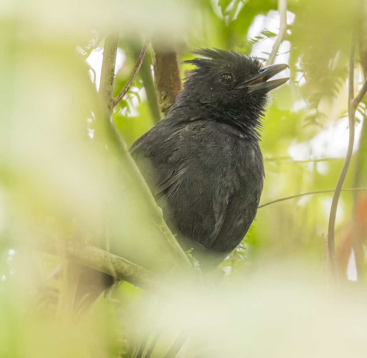 Tufted Antshrike - ML643047530