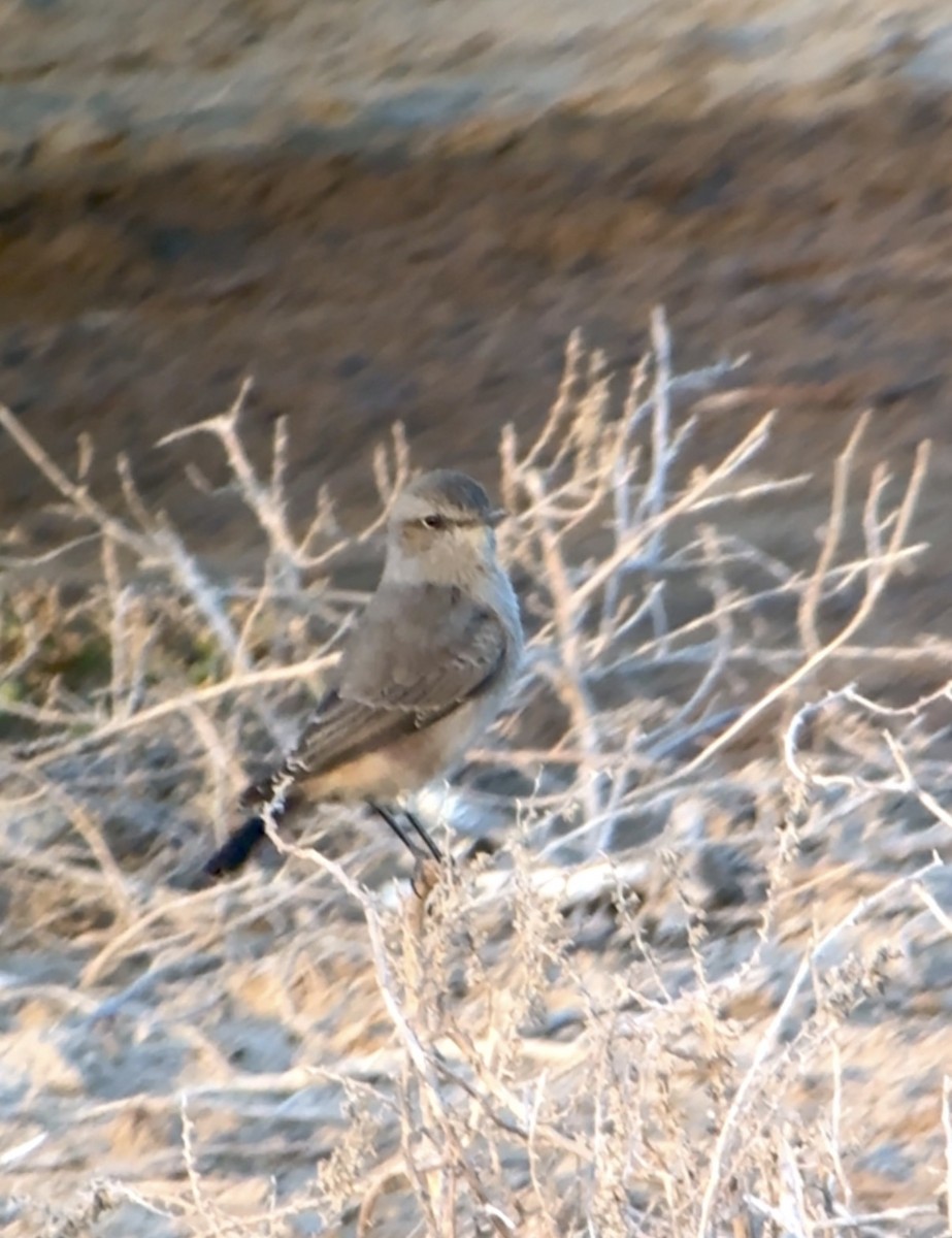 Persian Wheatear - ML643047534