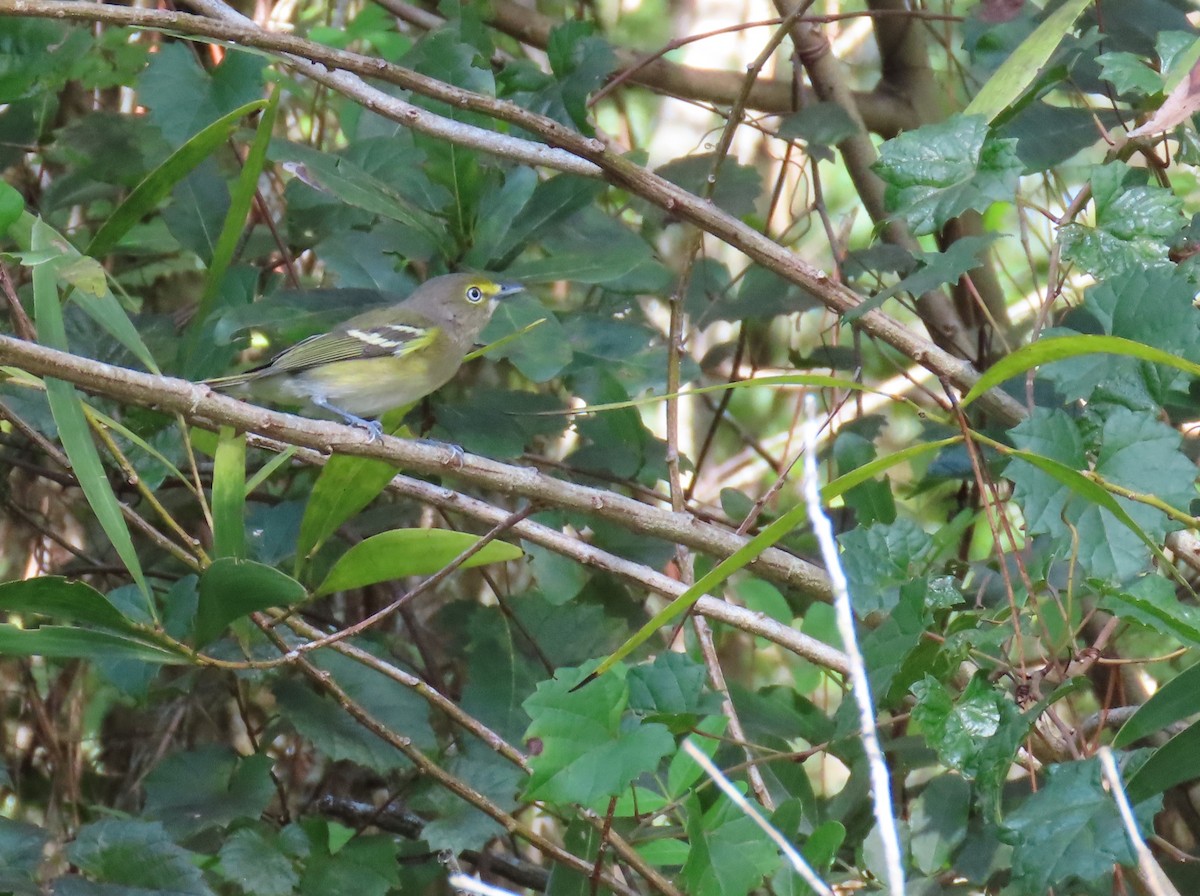 White-eyed Vireo - ML643047548