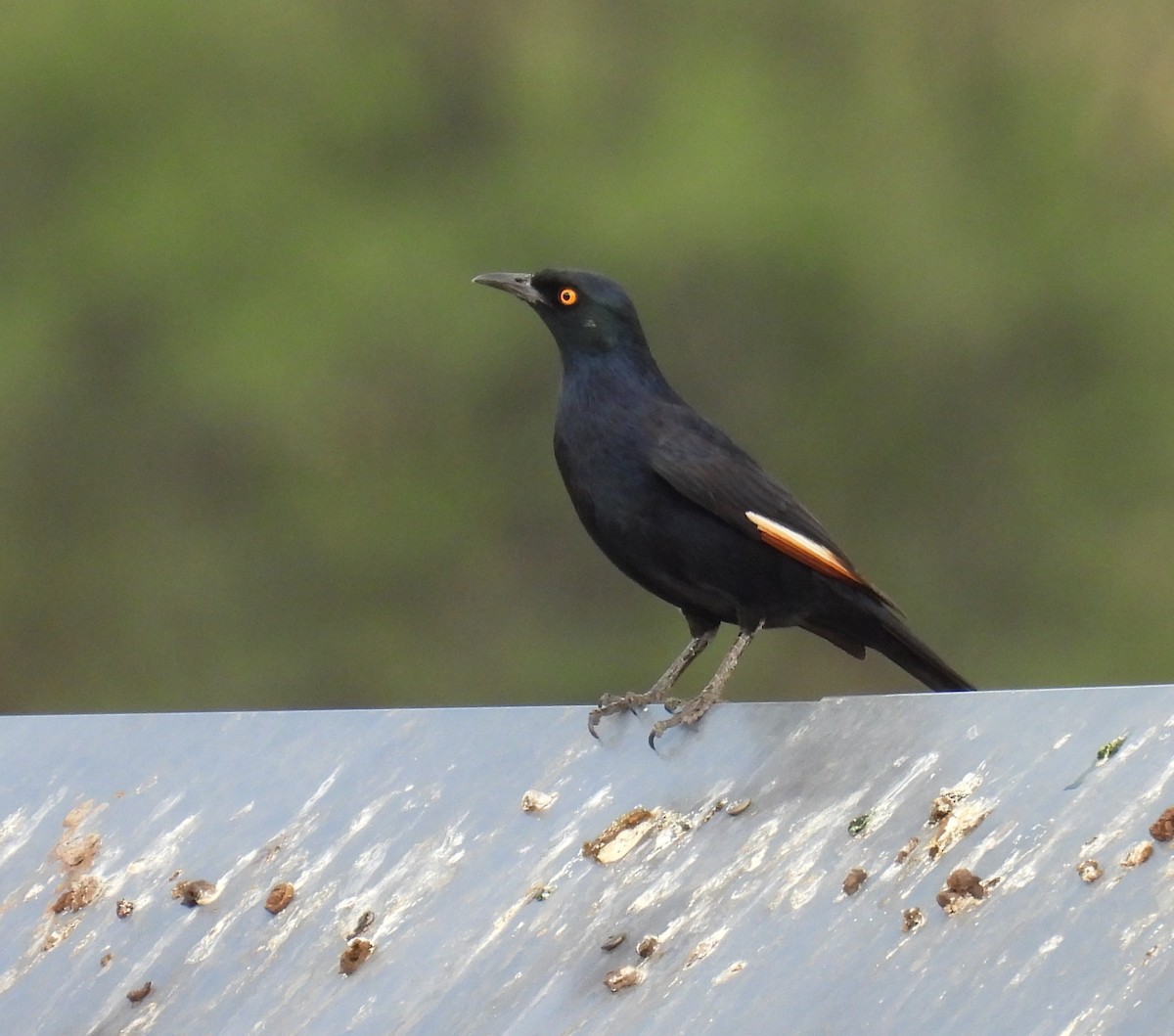 Pale-winged Starling - ML643047552