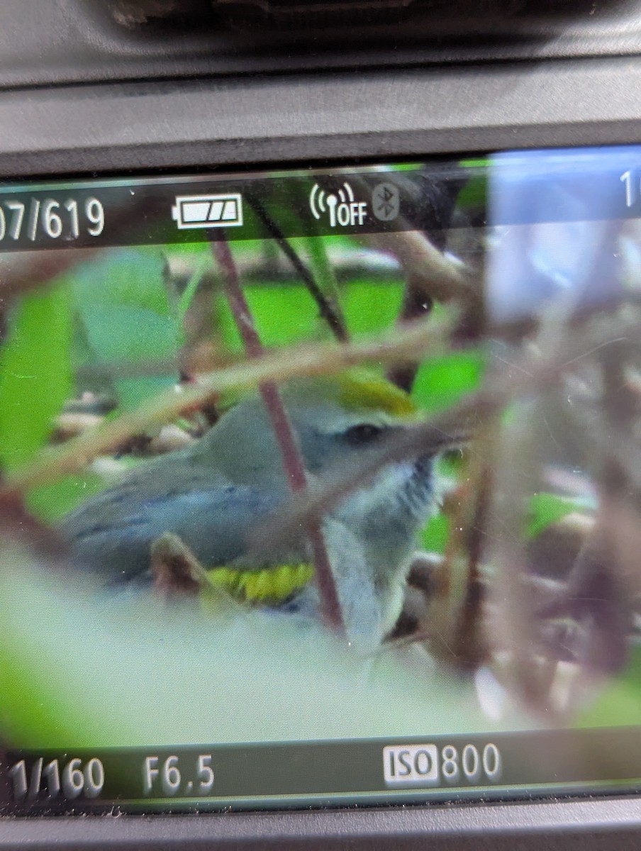 Golden-winged Warbler - ML643047570