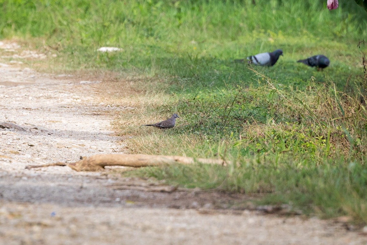 Inca Dove - ML643047572