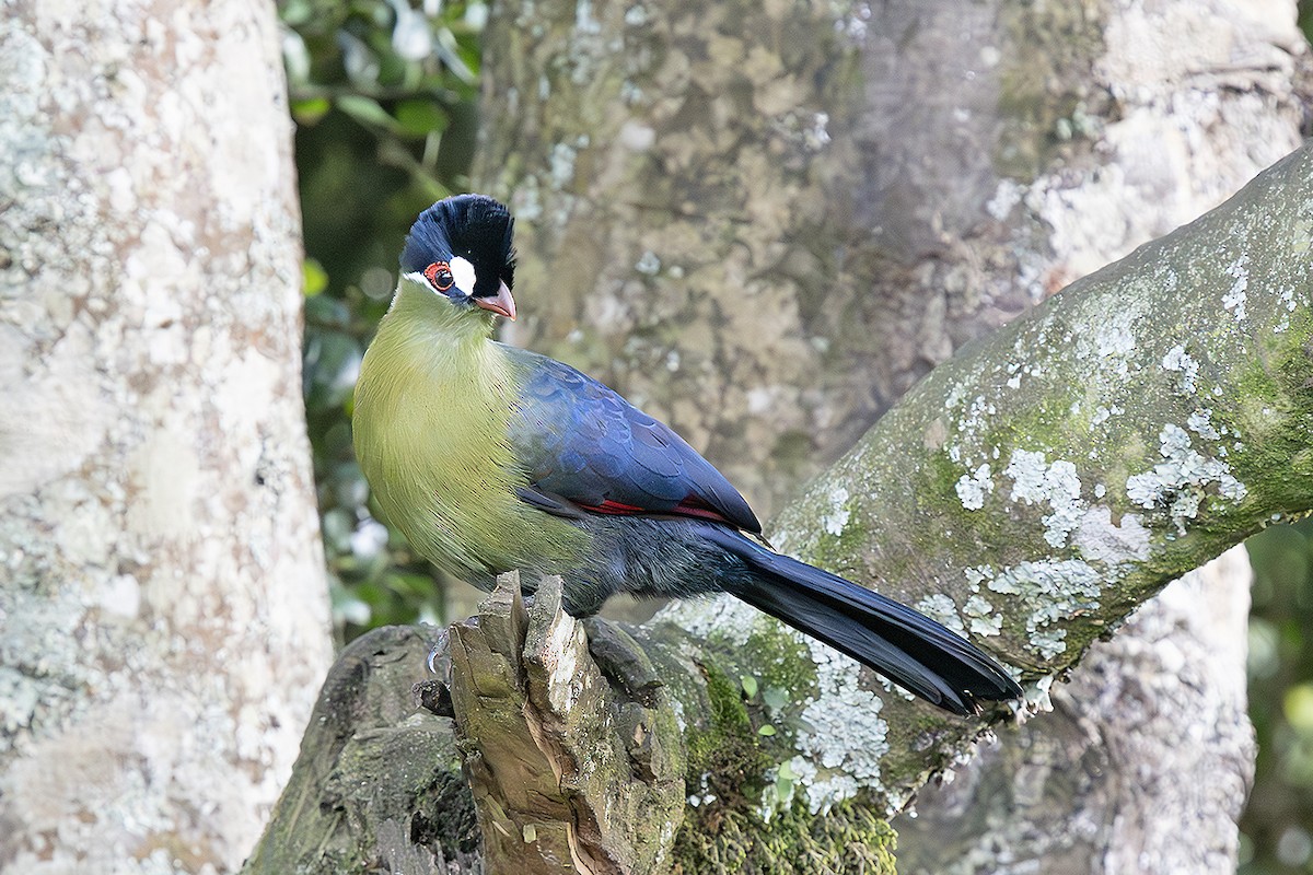 Hartlaub's Turaco - ML643047576