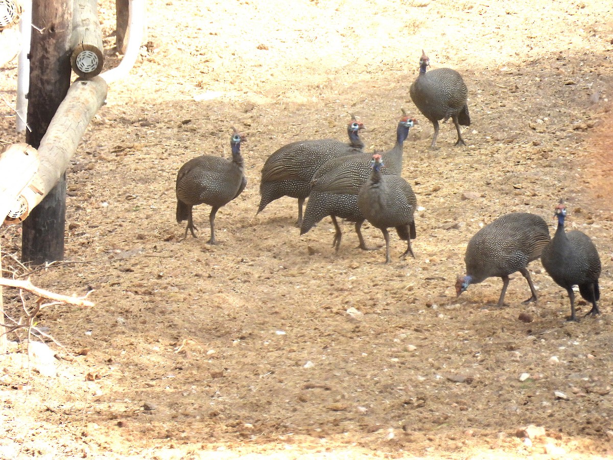 פנינית הקסדה - ML643047588