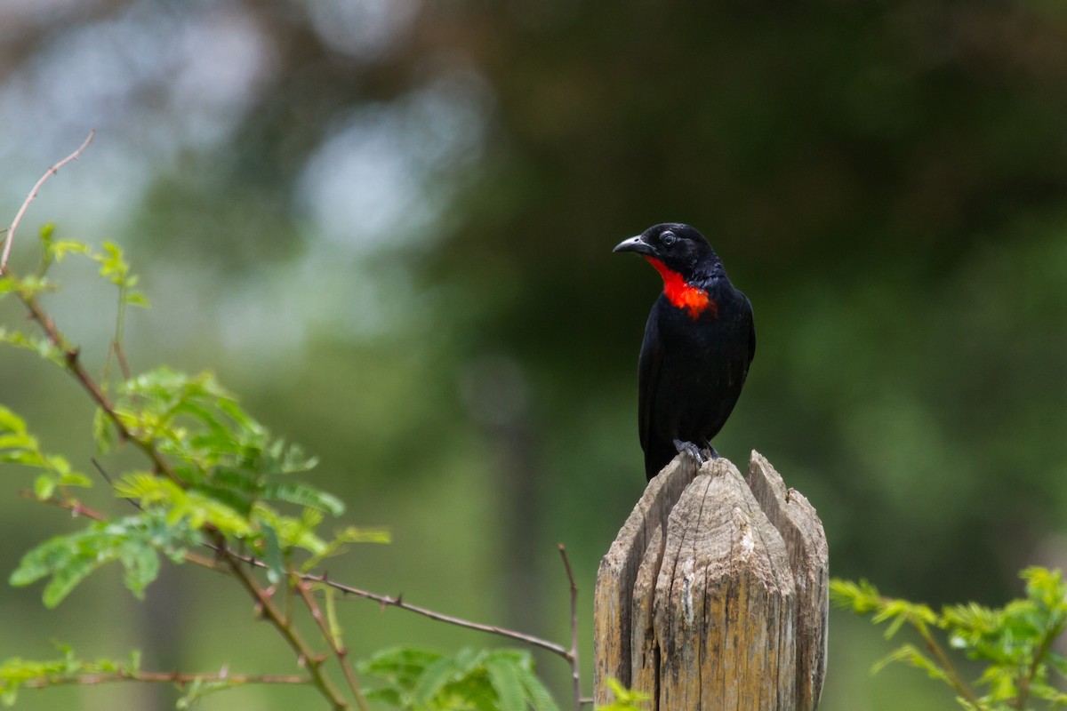Scarlet-throated Tanager - Daniel Fernandes Perrella