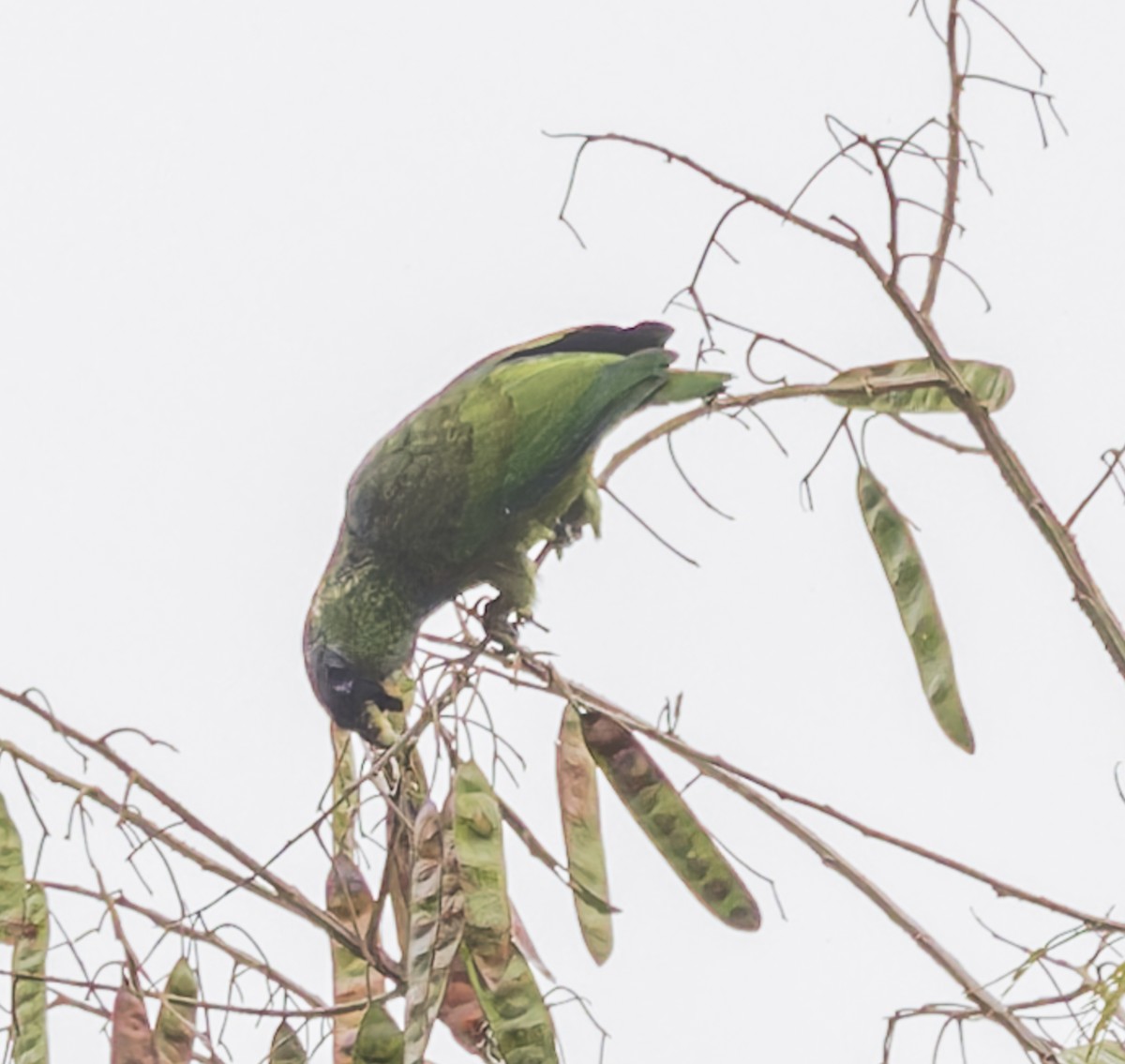 アケボノインコモドキ - ML643047618