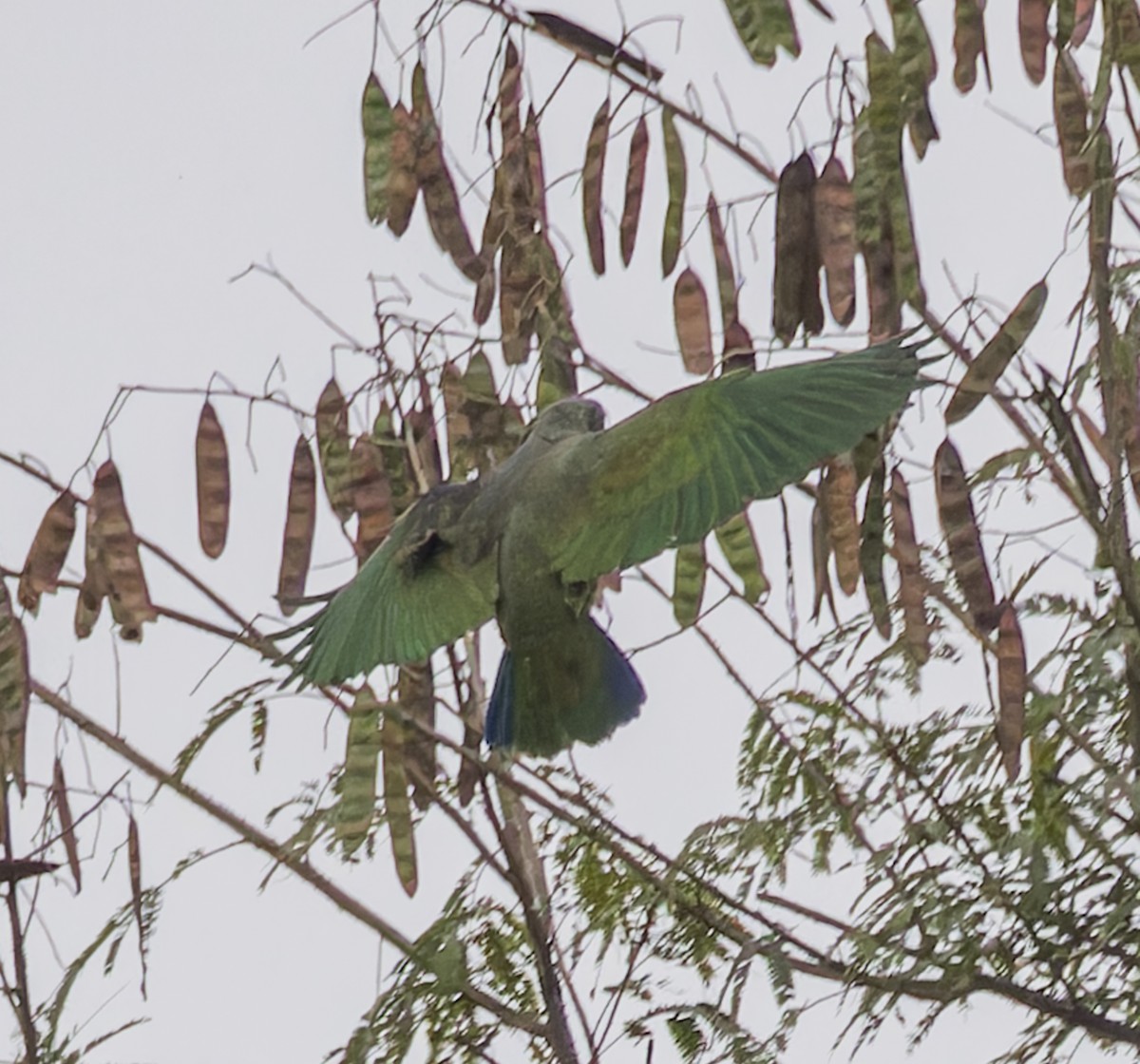 アケボノインコモドキ - ML643047620