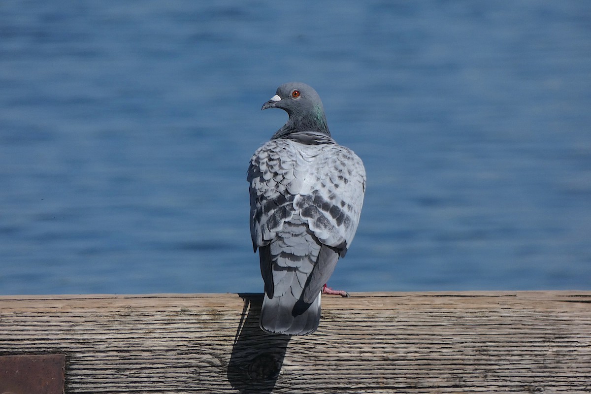Rock Pigeon (Feral Pigeon) - ML643047628