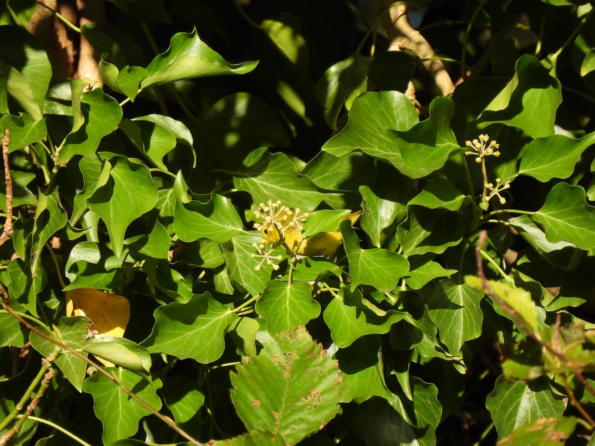 Wilson's Warbler - ML643047648