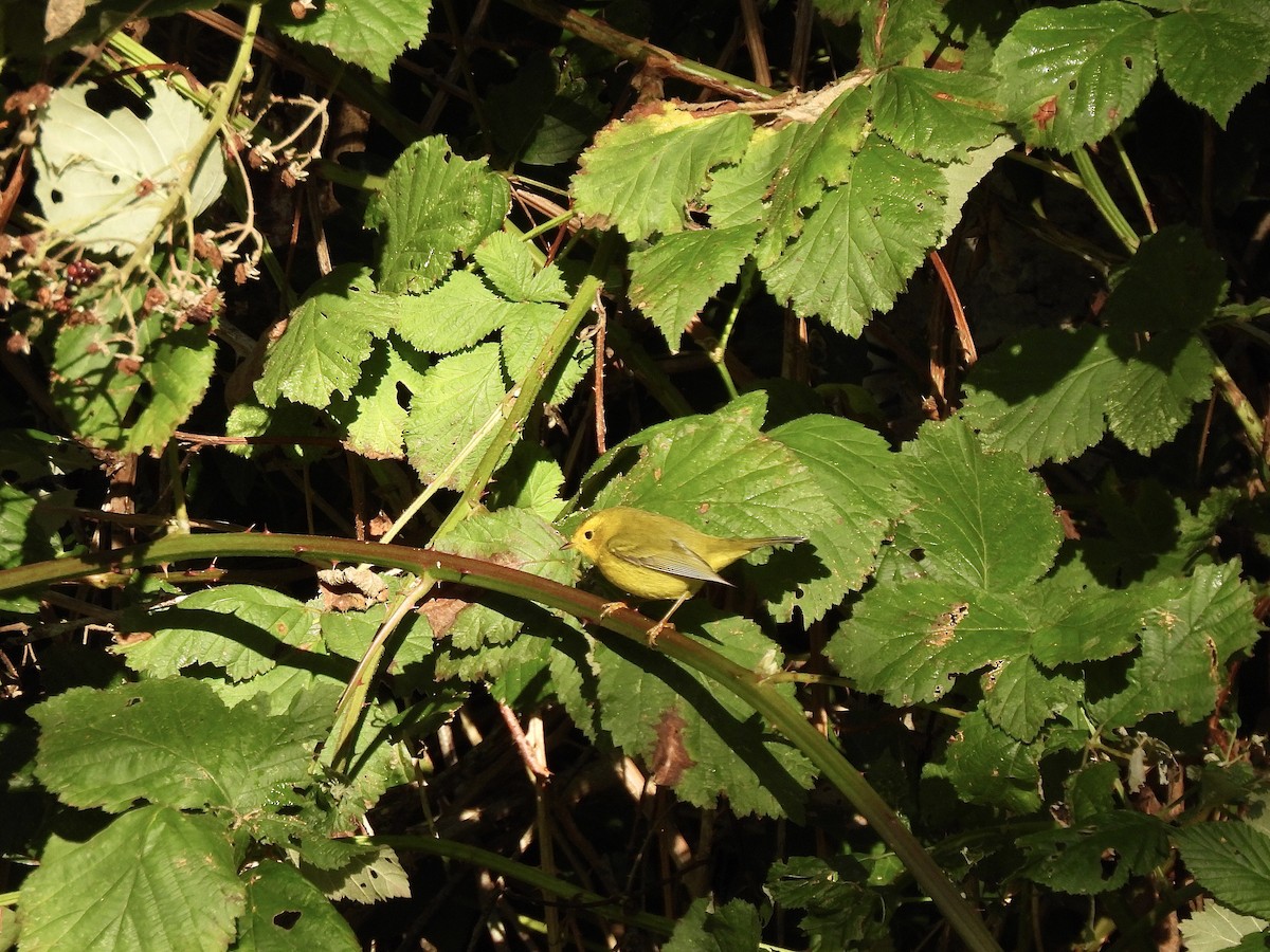 Wilson's Warbler - ML643047649