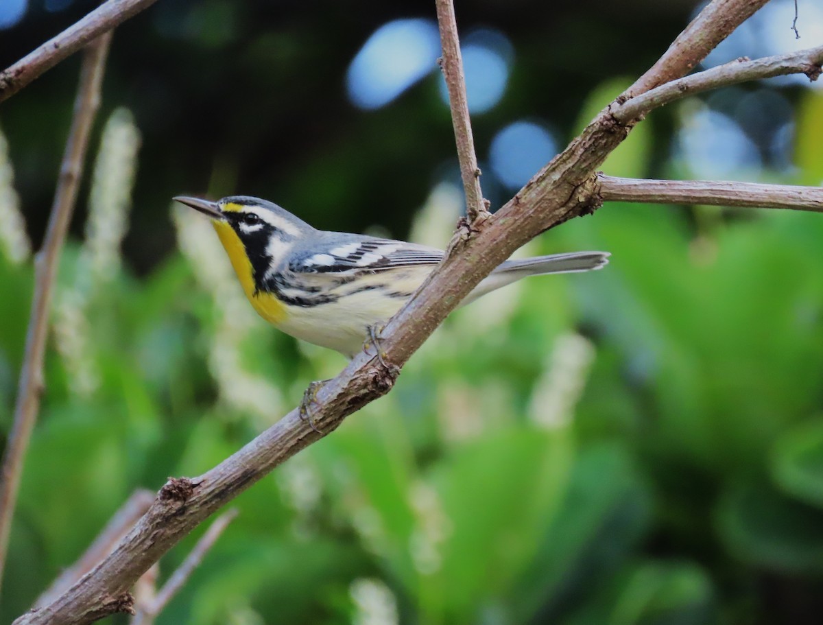 Yellow-throated Warbler - ML643047650