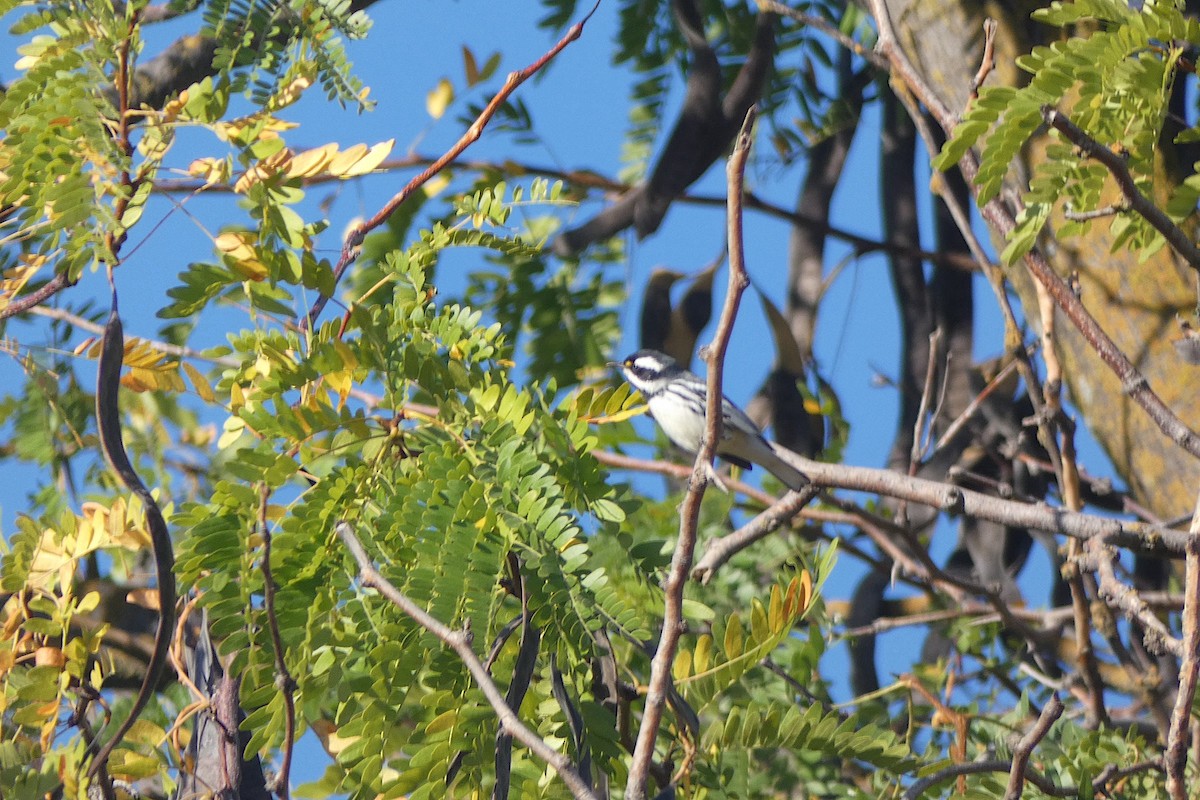 Black-throated Gray Warbler - ML643047651