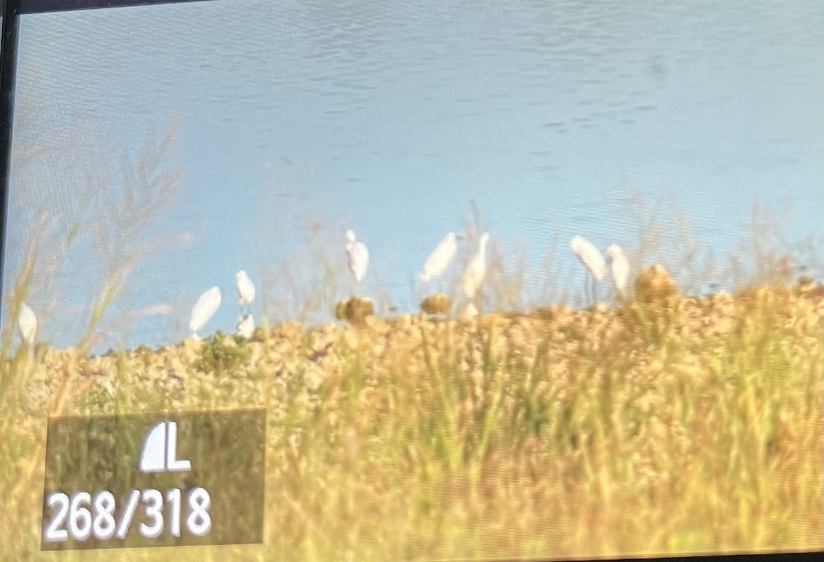 volavka bělostná - ML643047667