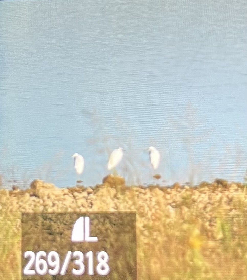 volavka bělostná - ML643047668