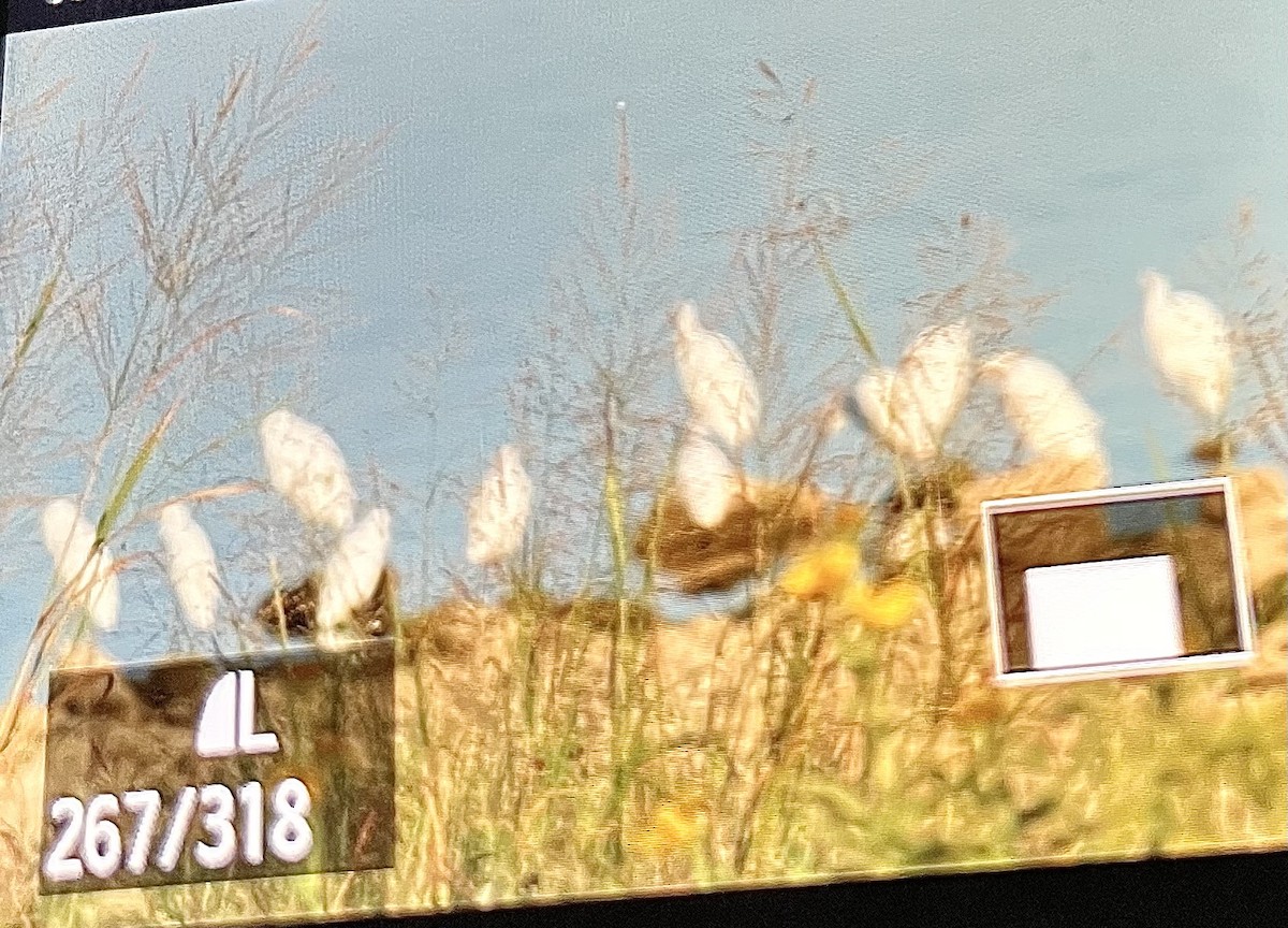 volavka bělostná - ML643047669