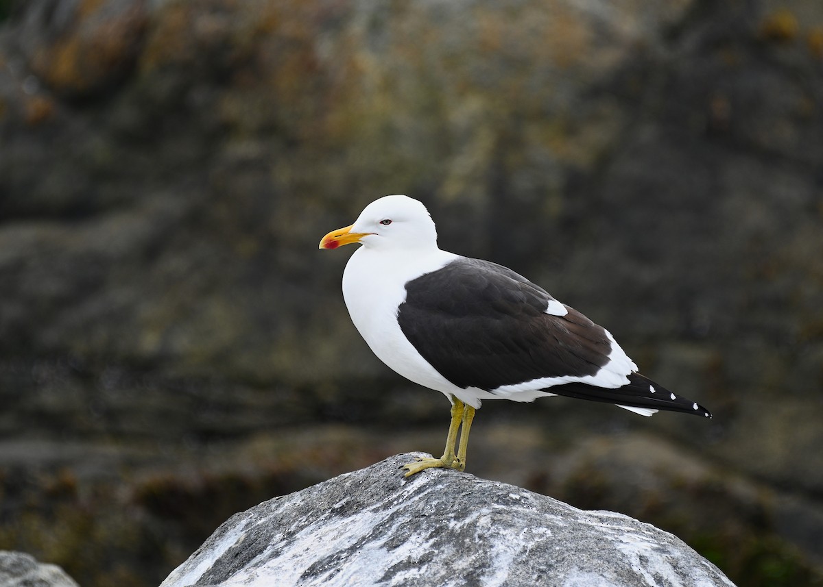 Kelp Gull - ML643047681